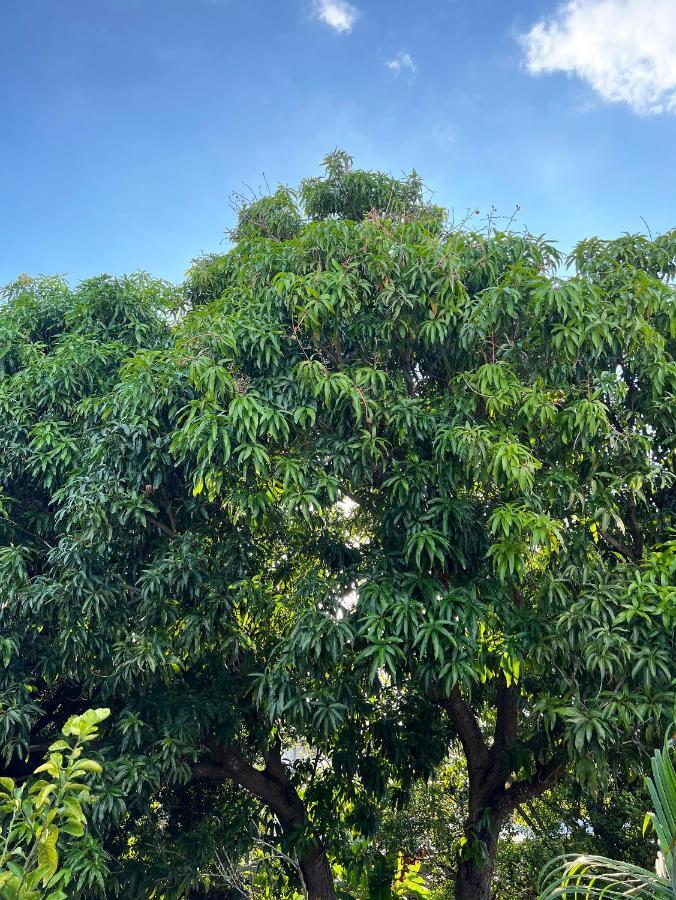 Bajo Las Hojas Campeche Kültér fotó